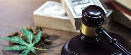 cannabis law attorney