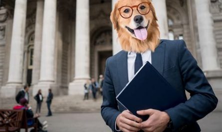 dog attorney at law