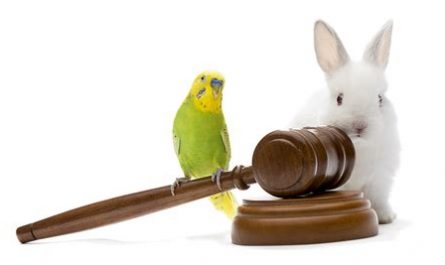 attorney animal law