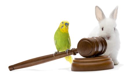 attorney animal law